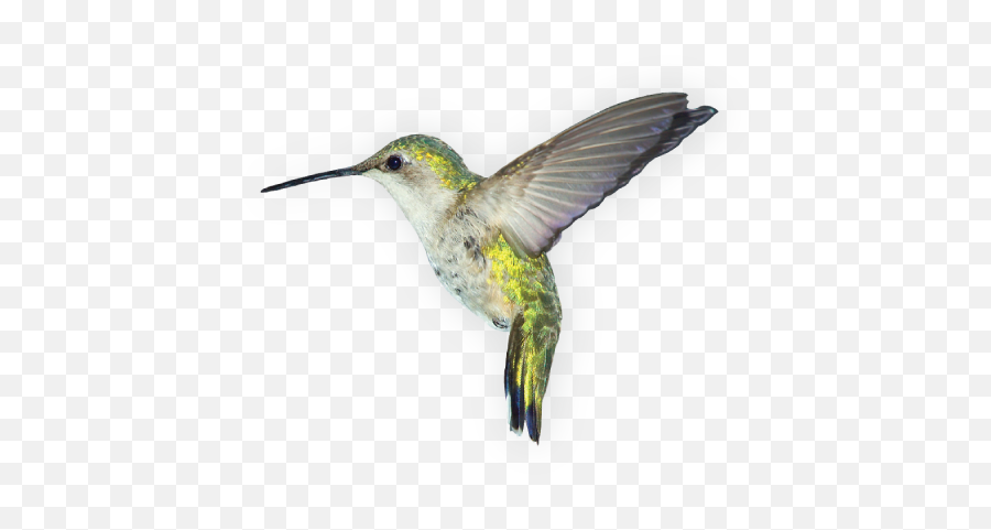 85 Bird - Birds With No Background Emoji,Hummingbird Emoji