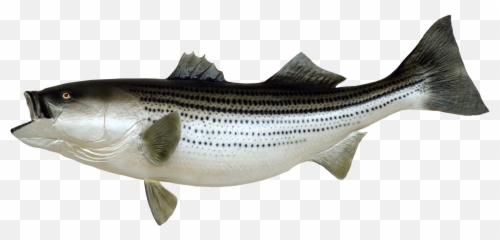Free Cliparts Png Emoji,Jesus Fish Emoji