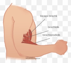 Download Shoulder Muscle 12 - Bicep Pain PNG Image Emoji