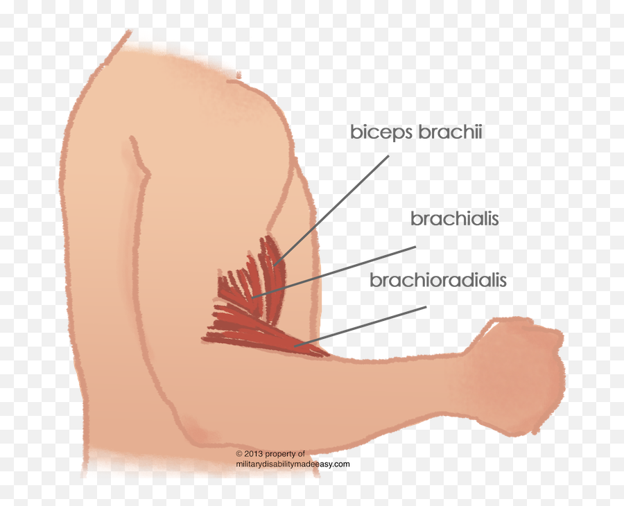 Download Shoulder Muscle 12 - Bicep Muscle Pain Png Image Bicep Muscle Pain Emoji,Muscles Emoji