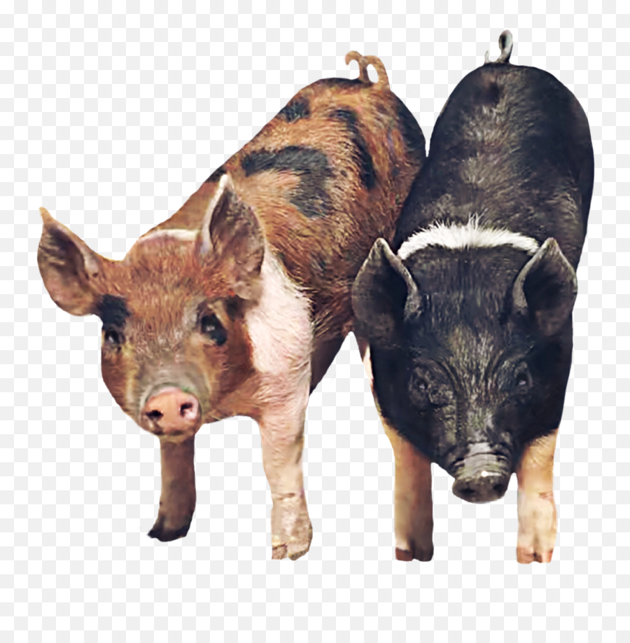 Popular And Trending Hog Stickers On Picsart - Domestic Pig Emoji,Pig Knife Emoji