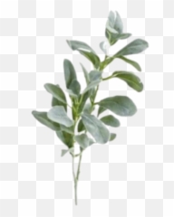 Plants Aesthetic - Sticker By Ingrid Plants Aesthetic Sticker Emoji,Olive Branch Emoji