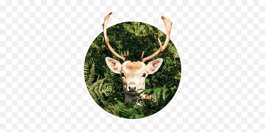 User Blogcorruptiiondeerclan Animal Groups Roleplay Wiki - Green Background Deer Emoji,Buck Deer Emoji
