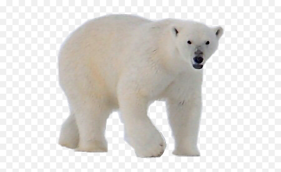 Bear Whitebear Polar Bear Sticker By Bgungor - Polar Bear Emoji,Polar Bear Emoji