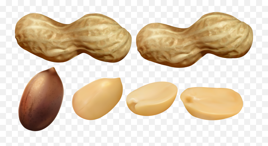 Transparent Peanuts Clipart - Peanuts Clipart Png Emoji,Peanut Emoji
