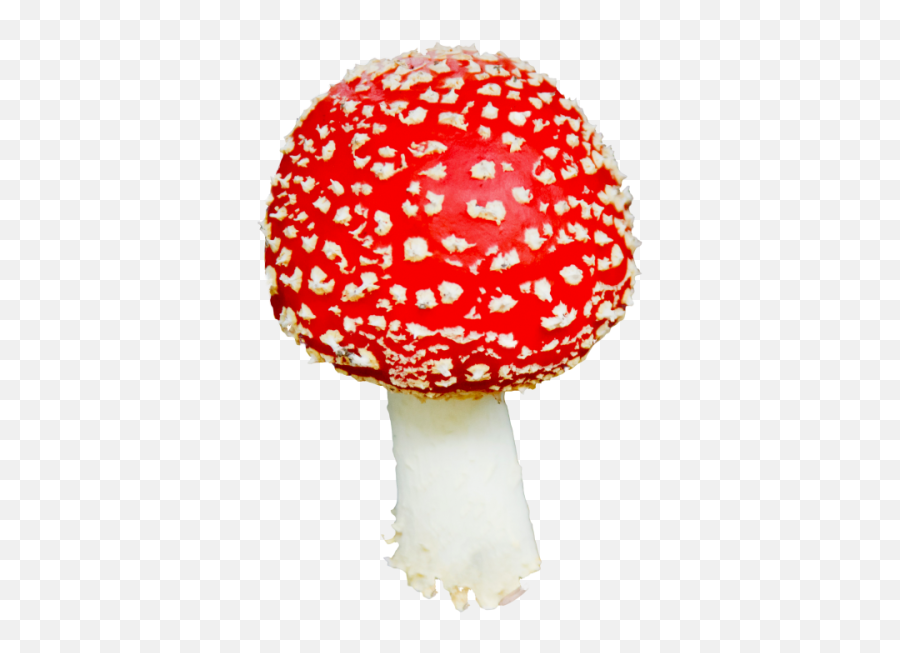 Mushroom Png And Vectors For Free Download - Dlpngcom Mushroom Png Transparent Emoji,Mushroom Cloud Emoji