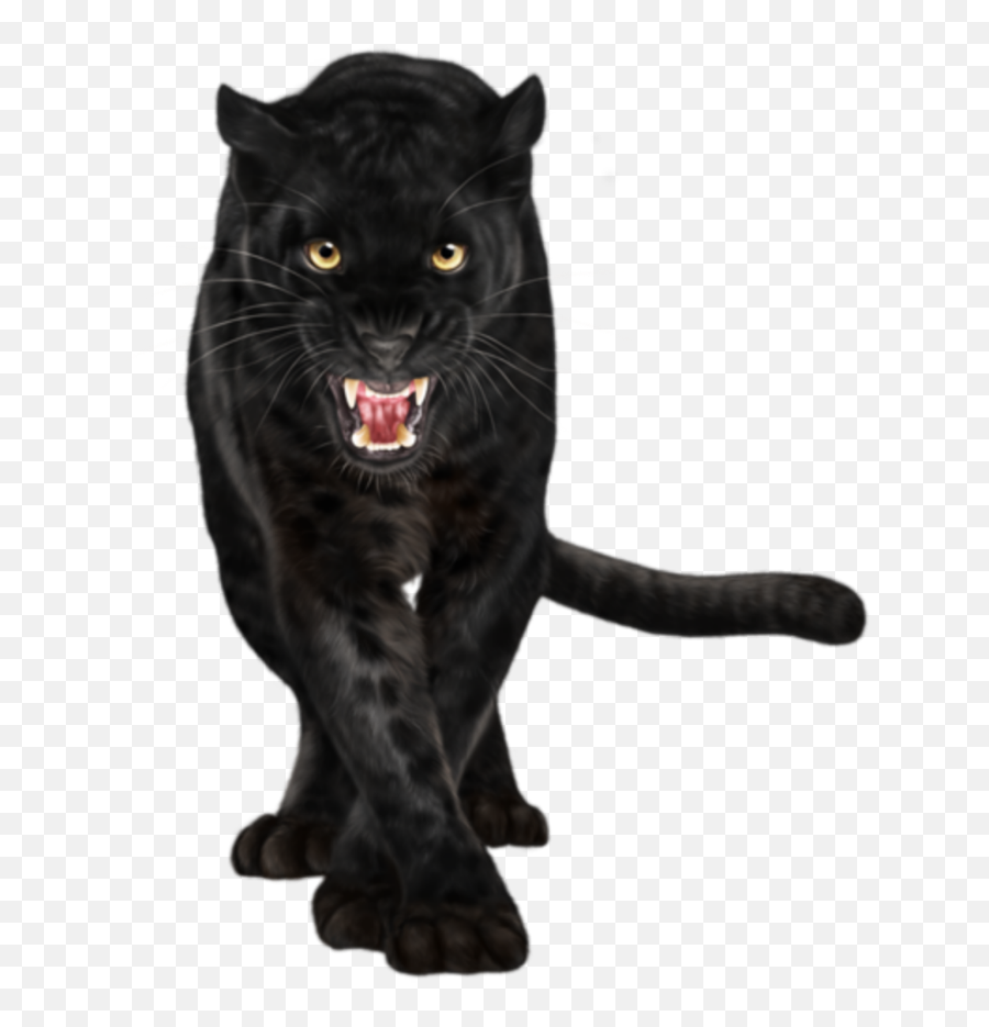 Panther Panthers - Evolution Of Black Panther Animal Emoji,Panther Emoji
