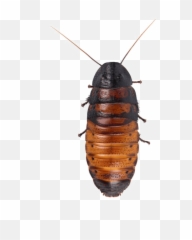 Download Hd Cockroach Png Hd Quality - Madagascar Hissing Cockroach Png Emoji,Cockroach Emoji