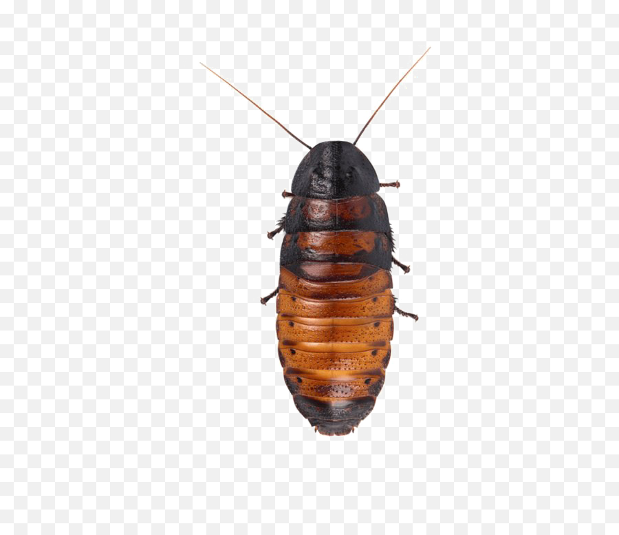 Download Hd Cockroach Png Hd Quality - Madagascar Hissing Cockroach Png Emoji,Cockroach Emoji