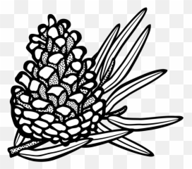 Pine Cone Transparent U0026 Png Clipart Free Download - Ywd Conifers Clipart Emoji,Pinecone Emoji