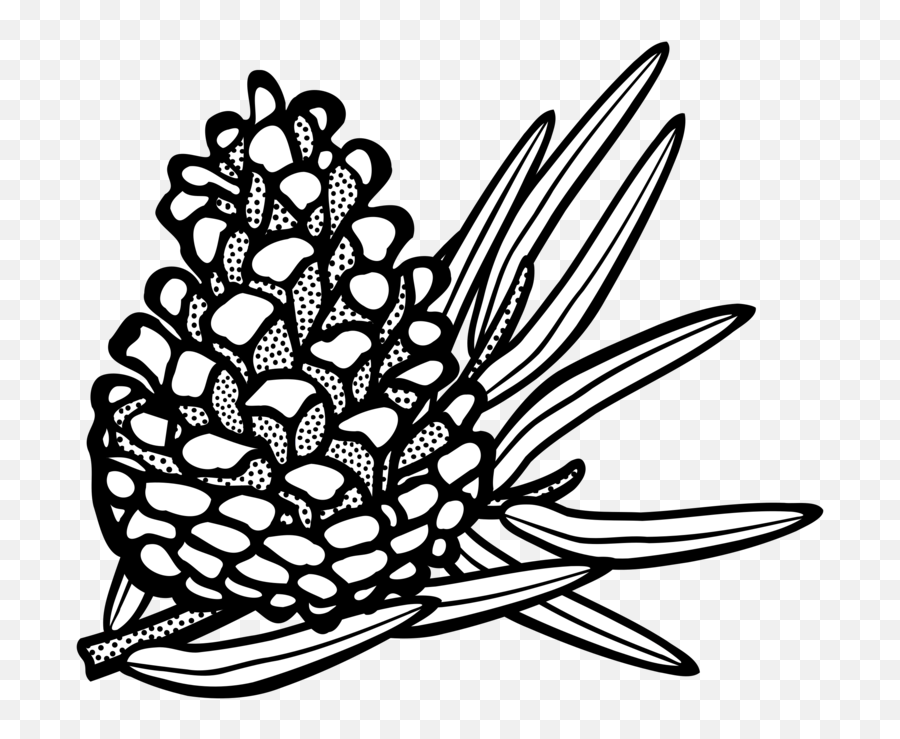 Pine Cone Transparent U0026 Png Clipart Free Download - Ywd Conifers Clipart Emoji,Pinecone Emoji