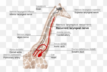 Evidence Of Evolution Giraffeu0027s Laryngeal Nerve Millard - Nervus Laryngeus Recurrens Giraffe Emoji,Spanking Emoticon