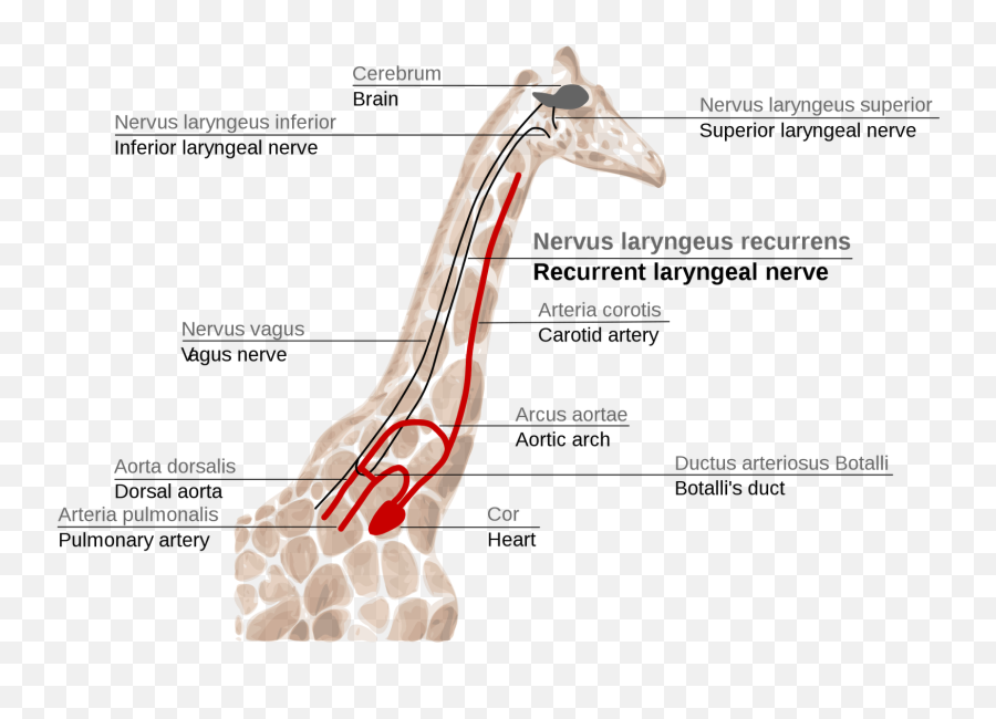 Evidence Of Evolution Giraffeu0027s Laryngeal Nerve Millard - Nervus Laryngeus Recurrens Giraffe Emoji,Spanking Emoticon