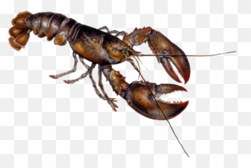 Lobster Images Free Download Clip Art - American Emoji