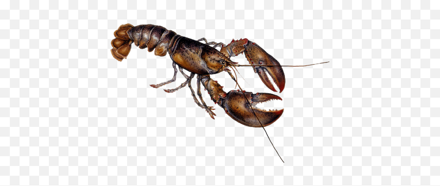Lobster Images Free Download Clip Art - American Lobster Emoji,Lobster Emoticon