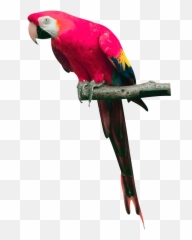 Pink Parrot Png Images Download - Pink Parrot Png Emoji,Parrot Emoji