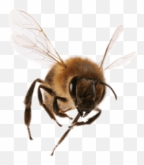 Free Png Images - Transparent Bee Flying Emoji