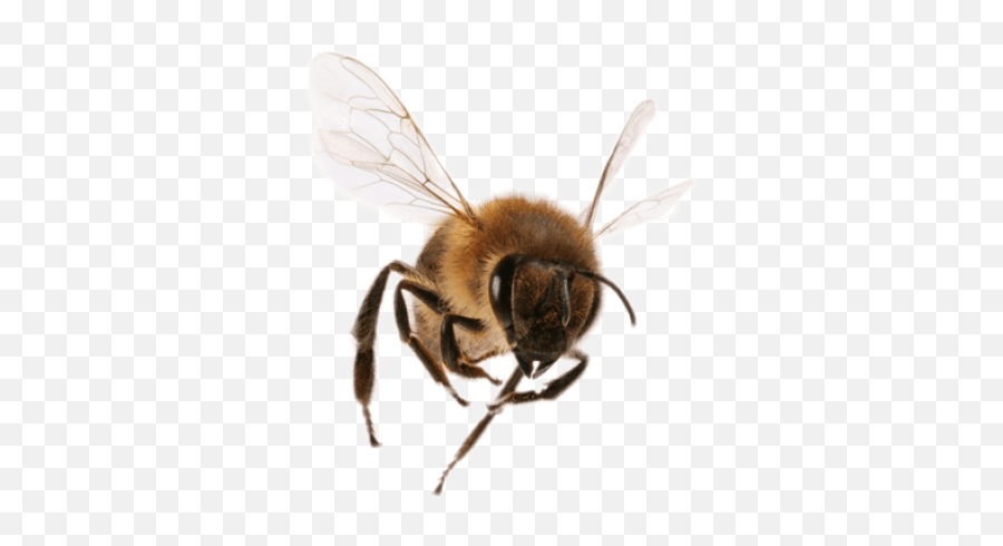 Free Png Images - Transparent Bee Flying Png Emoji,Bee Needle Emoji