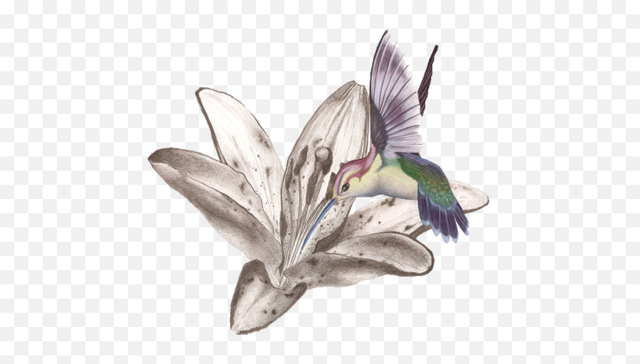 Download Hummingbird Tattoos Free Png Image Hq Png - Hummingbird And Lily Tattoo Emoji,Hummingbird Emoji