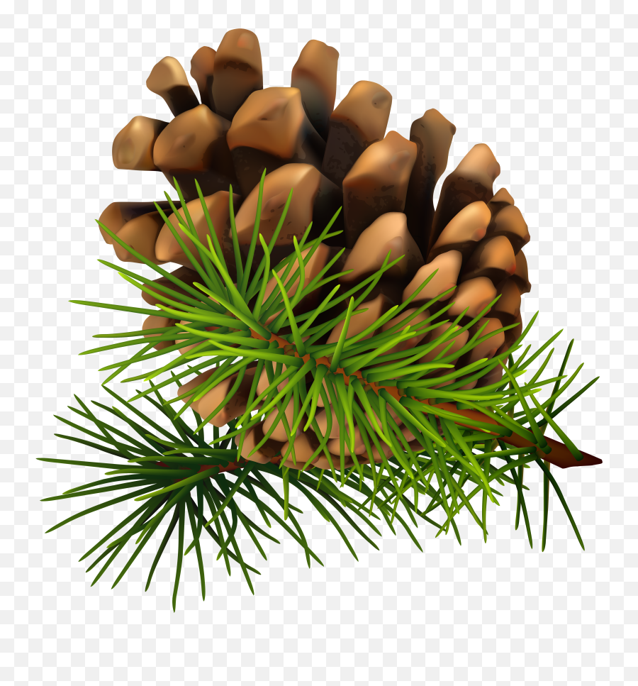 63 Pine Tree Branch C Pinecone Clip Art Clipartlook - Pine Cone Png Transparent Emoji,Pine Tree Emoji