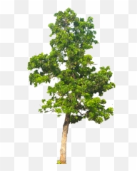 Hiding Behind A Tree Clipart Free Downlo 198130 - PNG Transparent Background Png Emoji