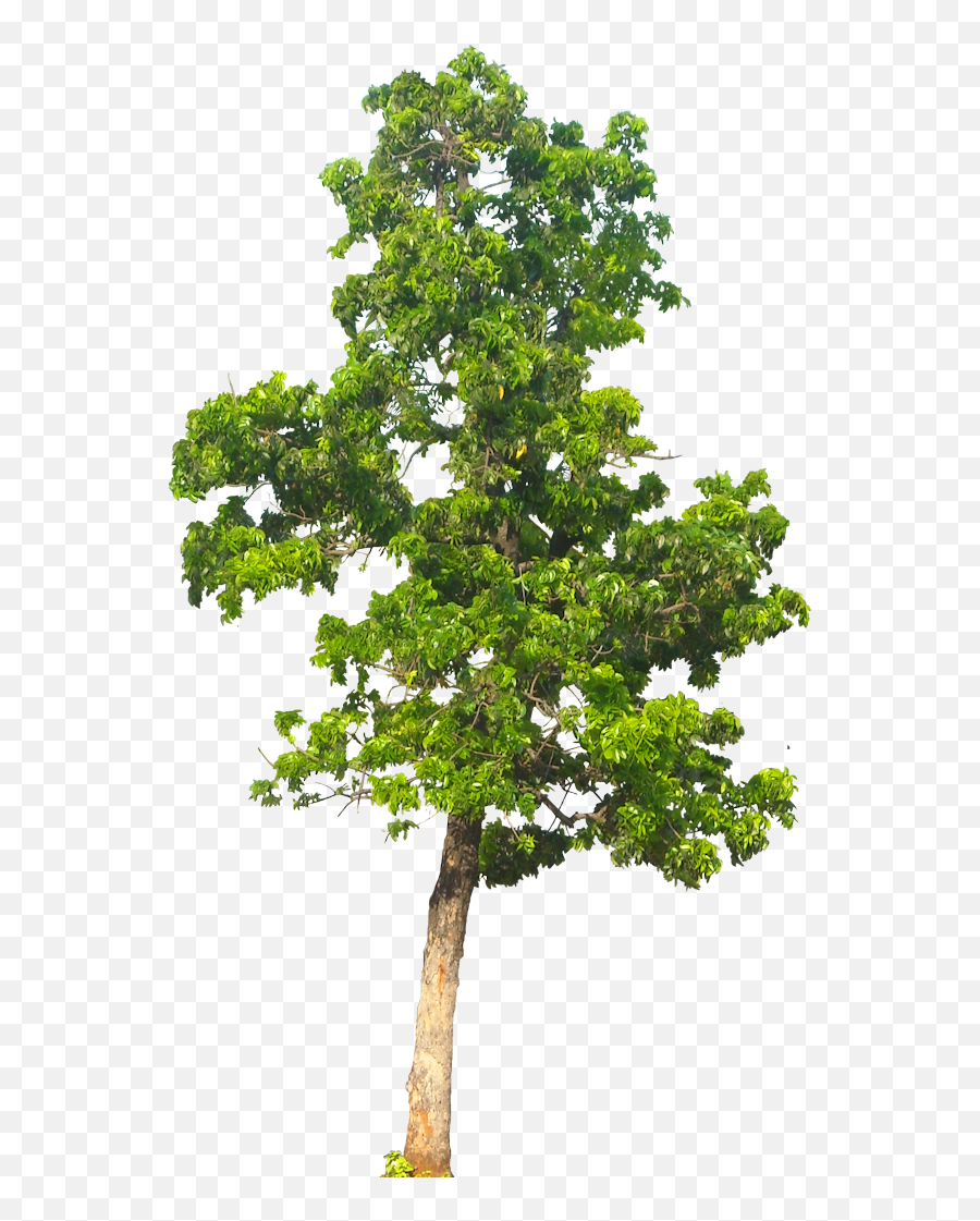 Hiding Behind A Tree Clipart Free Downlo 198130 - Png Transparent Background Tree Png Emoji,Hiding Emoji