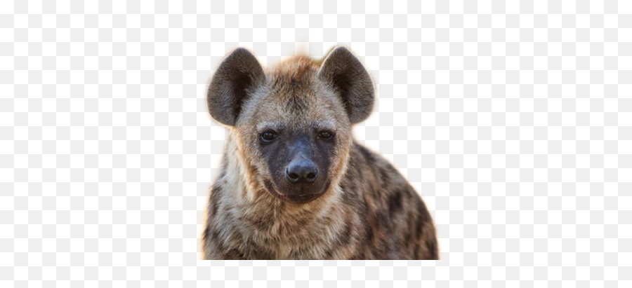 Hyena Freetoedit - Hyenas Animal Emoji,Hyena Emoji