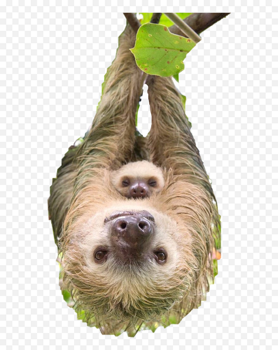 Popular And Trending Sloths Stickers On Picsart - Sloth Baby With Mom Emoji,Sloth Emoticon