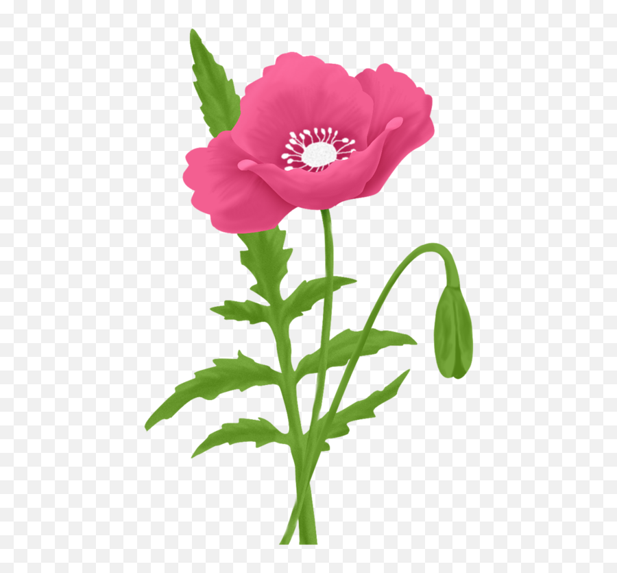 Flower Pictures Views Album Poppies Clip Art Garden - Poppy Drawing Ideas Emoji,Poppy Emoji