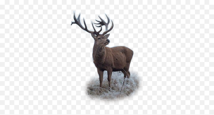 Deer Sticker By Dora - Elk Emoji,Deer Hunting Emoji