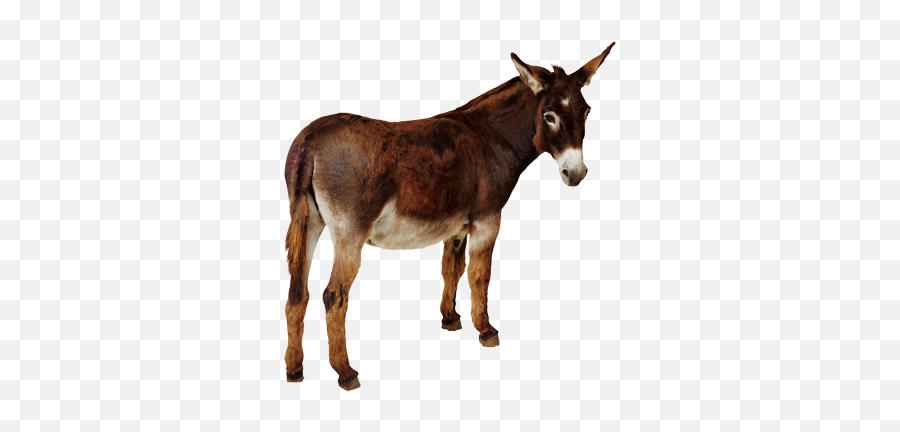 Donkey Png Images Free Download - Attention Getter About Bullying Emoji,Donkey Emoji Download