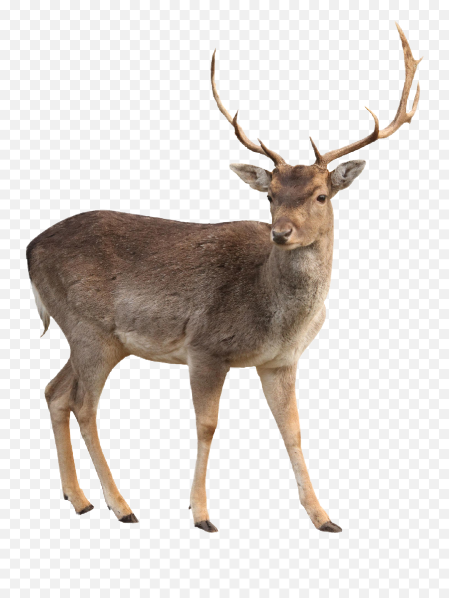 Deer Sticker - White Tailed Deer Png Emoji,Whitetail Deer Emoji