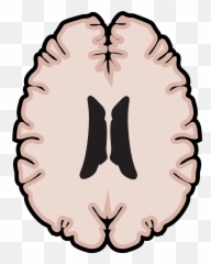 Graphic Brain Horizontal Mri - Emoji