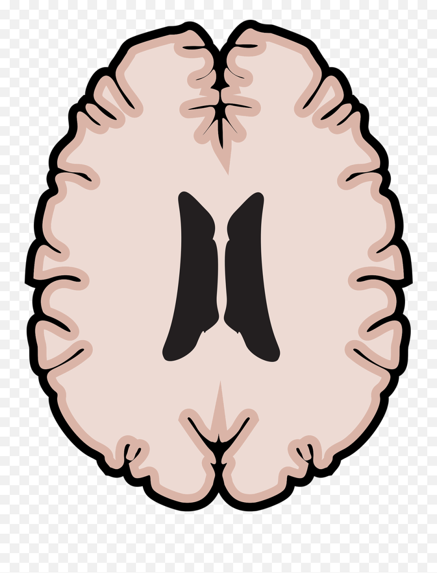 Graphic Brain Horizontal Brain Mri - Brain Emoji,Ms Paint Emoji