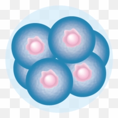 2015 - Embryo Cell Png Emoji