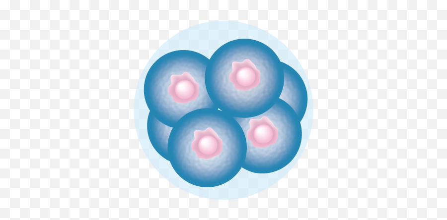 2015 - Embryo Cell Png Emoji,Deep Fried B Emoji