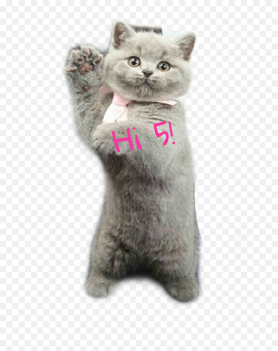 Hi5 Highfive Paws Cat Sticker By Kimmy Bird Tasset - Cat Emoji,Grey Cat Emoji