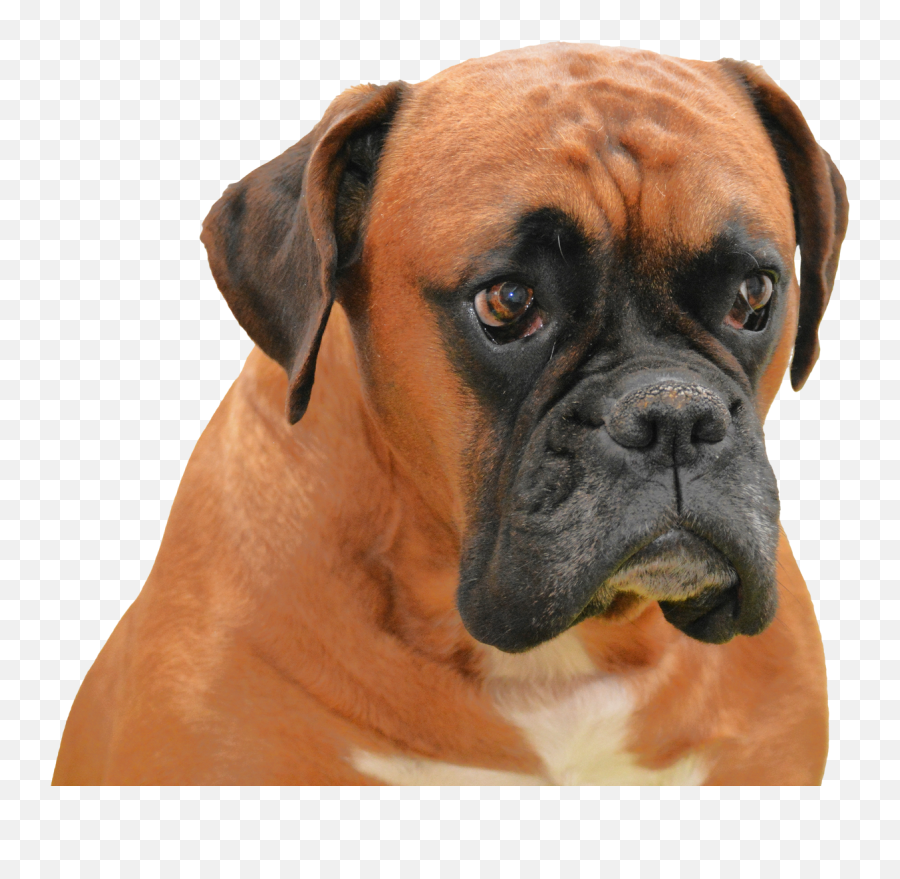 Boxer Dog Transparent Background Transparent Cartoon - Jingfm Boxer Dog Transparent Background Emoji,Boxer Dog Emoji