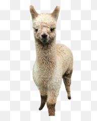 Alpaca Barnacrealpaca Cottagecore Farmcore Farm Animal - Llama Emoji,Alpaca Emoji