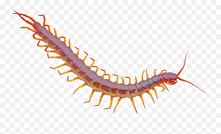 Clip Movis Human Centipede Transparent - Centipedes Emoji,Centipede Emoji