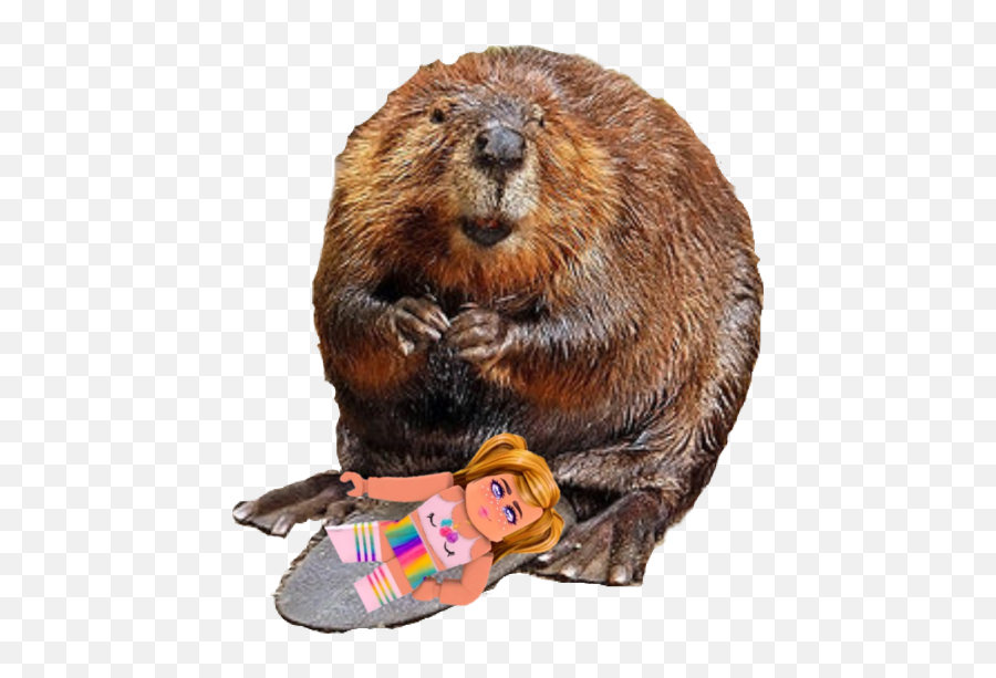 The Newest Beaver Stickers - Beaver Sitting On Tail Emoji,Beaver Emoji