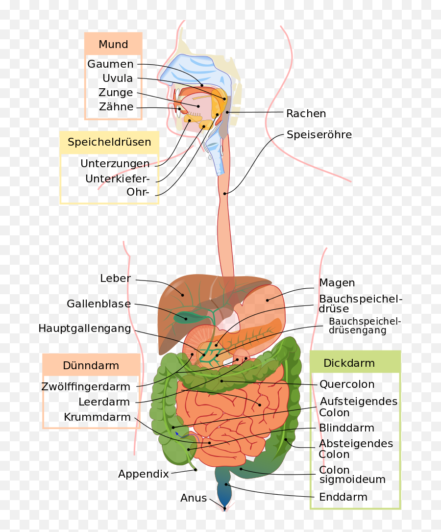 Digestive System Diagram De - Human Digestive Organs Diagram Emoji,Level 84 Emoji