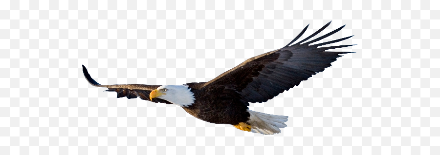Eaglehead Eagle Eagles Bird Birds Fly King Sticker Stic - Bald Eagle Transparent Background Emoji,Eagles Emoji