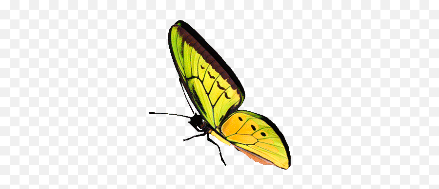 Butterflyu0027s World Butterfly Pictures Animated Icons Cute Gif - Yellow Butterfly Animated Gif Emoji,Moth Emoji