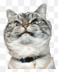 Cat Paw - Sticker By Amanda Angry Cat Merlin Meme Emoji,Cat Paw Emoji