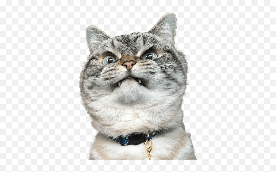 Cat Paw - Sticker By Amanda Angry Cat Merlin Meme Emoji,Cat Paw Emoji