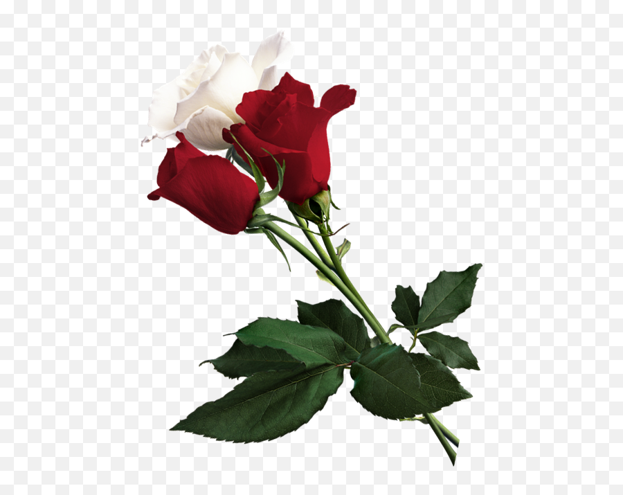 White Rose Of York Flower Red White Rose Of York - White And Red Rose Flower Png Emoji,White Rose Emoji