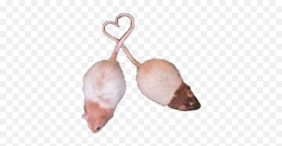 Popular And Trending - Cute Rats Love Emoji,Rat Emoji