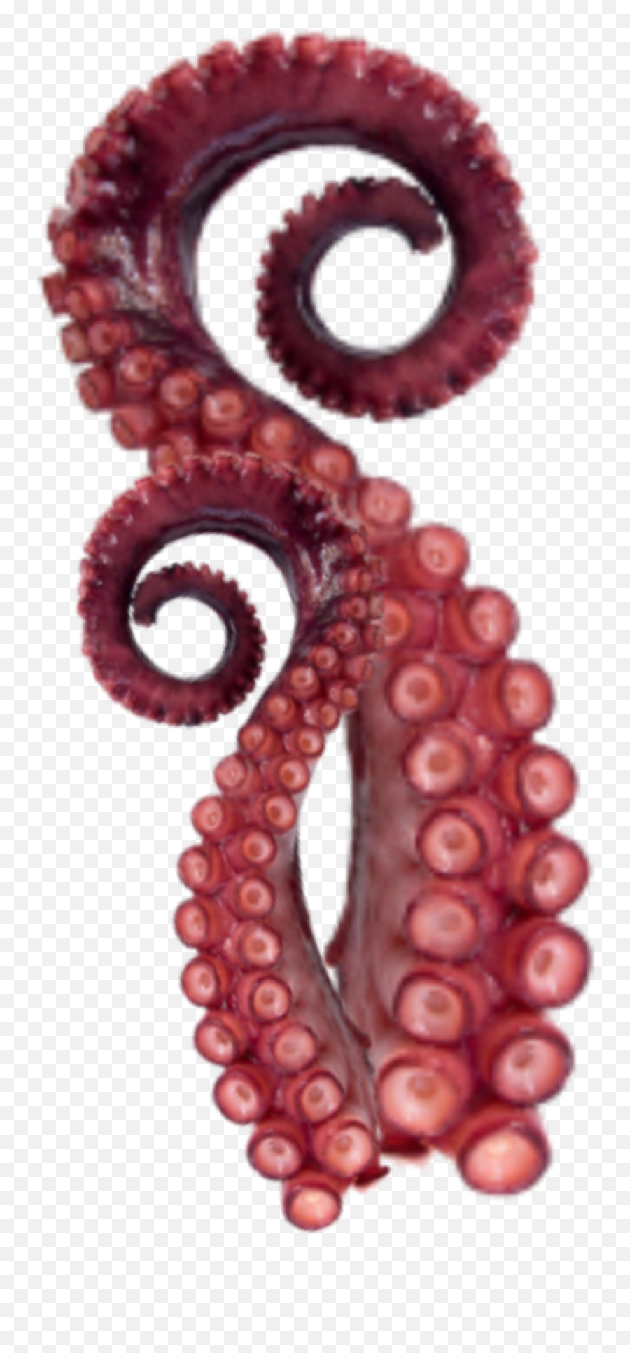 Trending - Octopus Tentacles Transparent Background Emoji,Tentacle Emoji