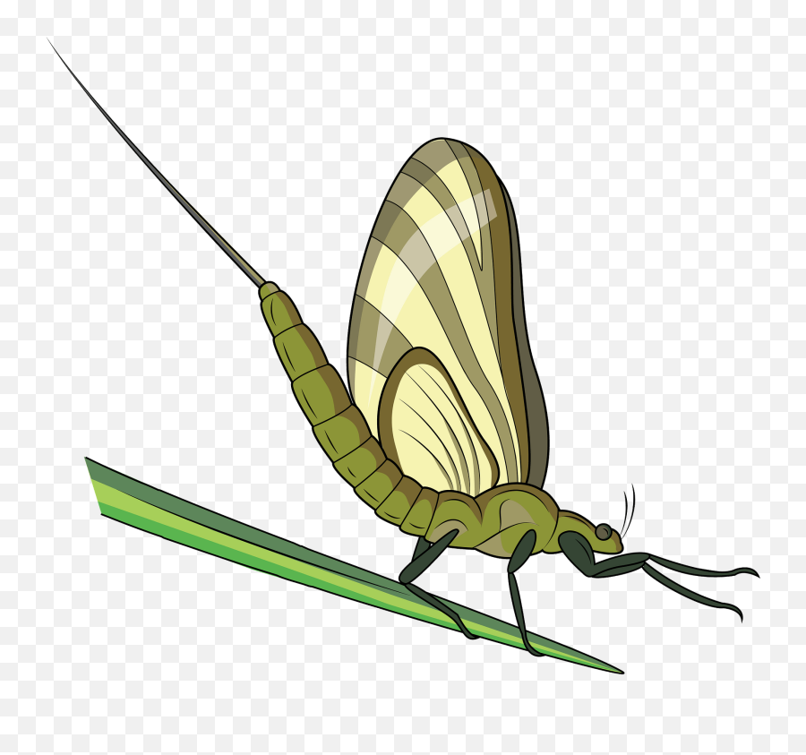 Green Drake Mayfly Clipart Free Download Transparent Png - Parasitism Emoji,Drake Emojis
